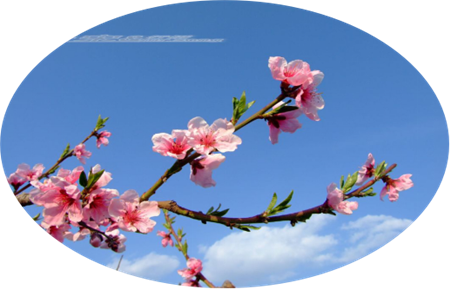  蔡润琴现代情诗八首欣赏(1)