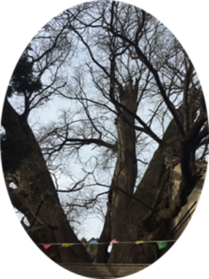  蔡润琴现代情诗八首欣赏(6)