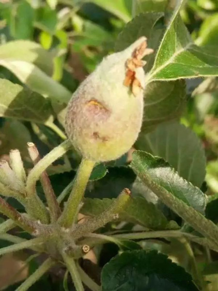 4月27日渭北七县市遭受特大冰雹袭击(3)