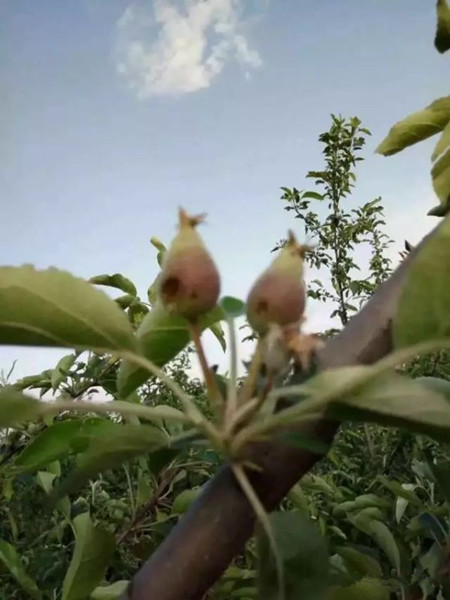 4月27日渭北七县市遭受特大冰雹袭击