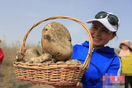 新疆博斯腾湖举行野生苇菇采摘节(1)