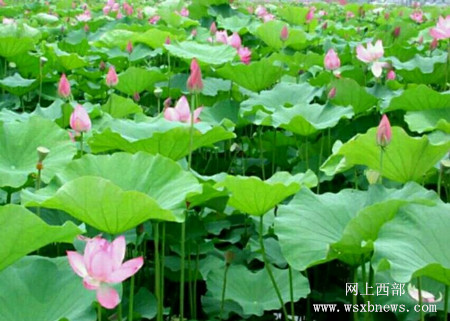 魅力宁德·蕉城——历史文化“上金贝村畲家寨”(3)