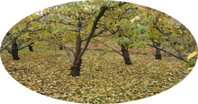 巩晓荣现代诗六首欣赏(6)