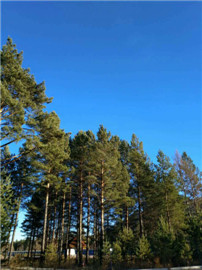 漠河县政府大力开发旅游业(1)