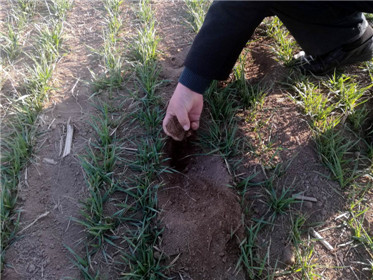 “旱涝保收”农耕智能渗灌排水技术创新(2)