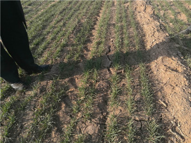 “旱涝保收”农耕智能渗灌排水技术创新(4)