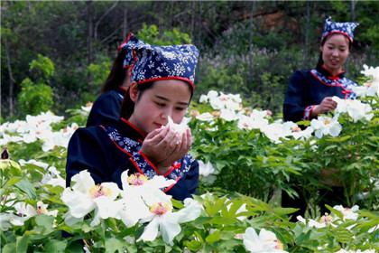 醉美罗岭 洛宁第二届高山牡丹文化节开幕(3)
