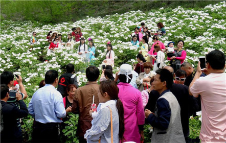 醉美罗岭 洛宁第二届高山牡丹文化节开幕(2)