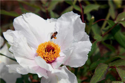 醉美罗岭 洛宁第二届高山牡丹文化节开幕(4)