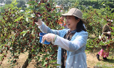 句容第四届桑果紫酒节启幕 万亩桑椹鲜果飘香(1)