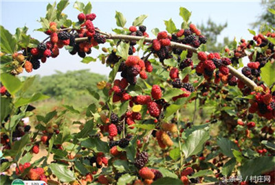 句容第四届桑果紫酒节启幕 万亩桑椹鲜果飘香(4)