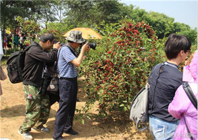 句容第四届桑果紫酒节启幕 万亩桑椹鲜果飘香(5)