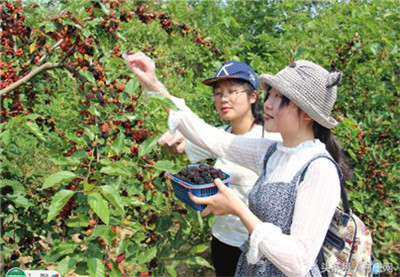 句容第四届桑果紫酒节启幕 万亩桑椹鲜果飘香(7)