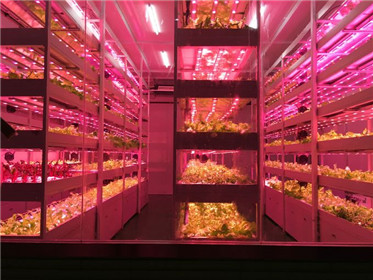 《黄土高天》剧热播走红杨凌“旭田植物工厂”(5)