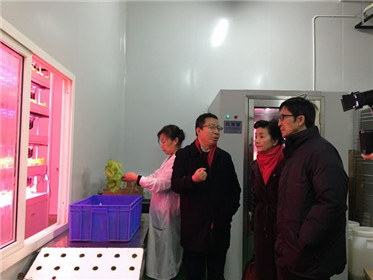 《黄土高天》剧热播走红杨凌“旭田植物工厂”(4)