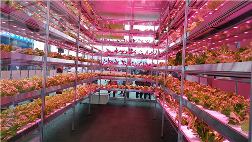 《黄土高天》剧热播走红杨凌“旭田植物工厂”(6)