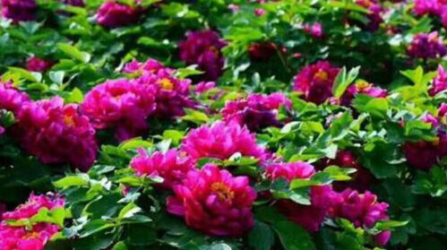 2018中国·方城万亩花海旅游节暨第二届牡丹节将开幕(1)