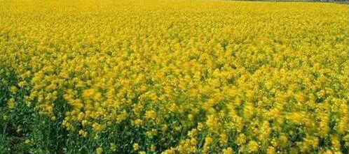 2018中国·方城万亩花海旅游节暨第二届牡丹节将开幕(3)