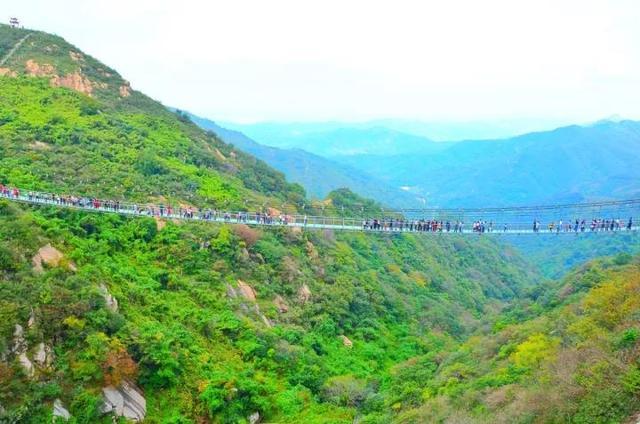 七峰山第三届连翘花节即将盛大开幕!万人共享巨型连翘花糕(2)