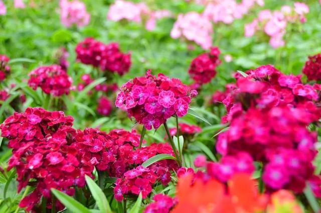 七峰山第三届连翘花节即将盛大开幕!万人共享巨型连翘花糕(4)