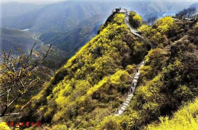 七峰山第三届连翘花节即将盛大开幕!万人共享巨型连翘花糕(1)