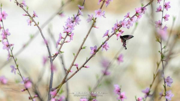 “春醒•忆老家”2018全国百家网络媒体走进方城七峰山生态旅游区(32)