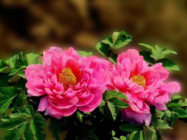 “春醒•忆老家”2018全国百家网络媒体走进德云山风情植物园