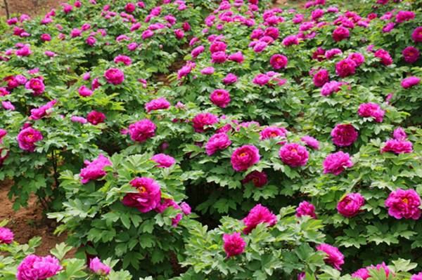 “春醒•忆老家”2018全国百家网络媒体走进德云山风情植物园