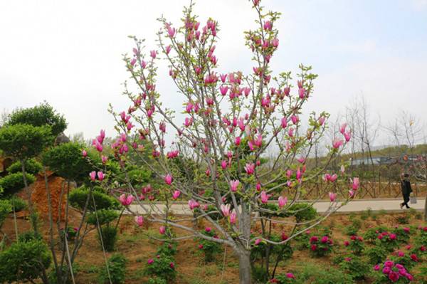 “春醒•忆老家”2018全国百家网络媒体走进德云山风情植物园