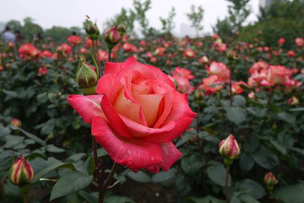 “春醒•忆老家”2018全国百家网络媒体走进德云山风情植物园