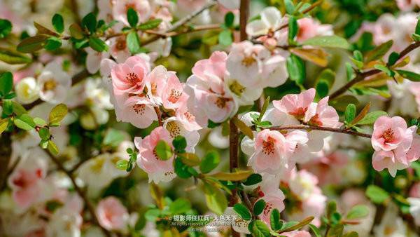 “春醒•忆老家”2018全国百家网络媒体走进德云山风情植物园
