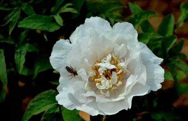 “春醒•忆老家”2018全国百家网络媒体走进德云山风情植物园