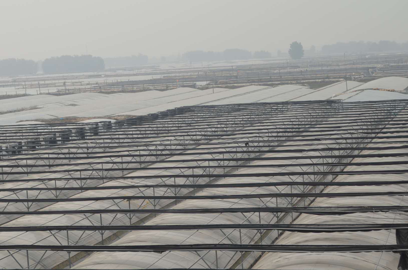 首届山东聊城（莘县）瓜菜菌博览会电商瓜果节盛大开幕！(4)