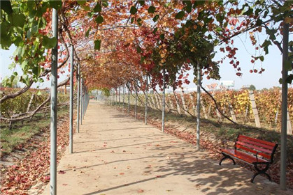 汉诺庄园葡萄红叶长廊美景醉游人(16)