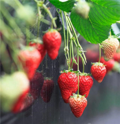 句容第五届白兔草莓文化节精彩开幕(2)