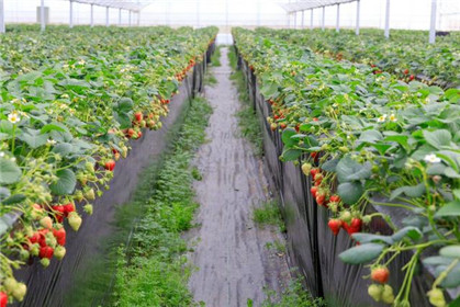 句容第五届白兔草莓文化节精彩开幕(6)