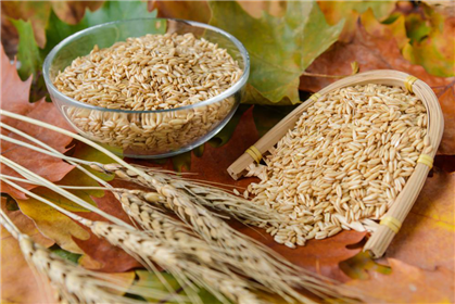 饮料新秀——麦甜良饮（燕麦甜胚）(2)