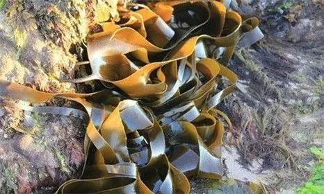 心累吃梨，腿累吃柿子，眼睛累了吃什么？(2)