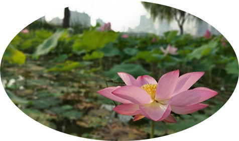 荷花盛开的地方(外一首)(1)