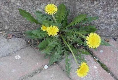 治好眼睛的两味药(1)