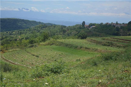 陕西蓝田：驻村工作队赋能马湾村西瓜致富路(图4)