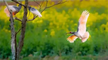 全国首个,落地陕西!预计今年内开工(2)