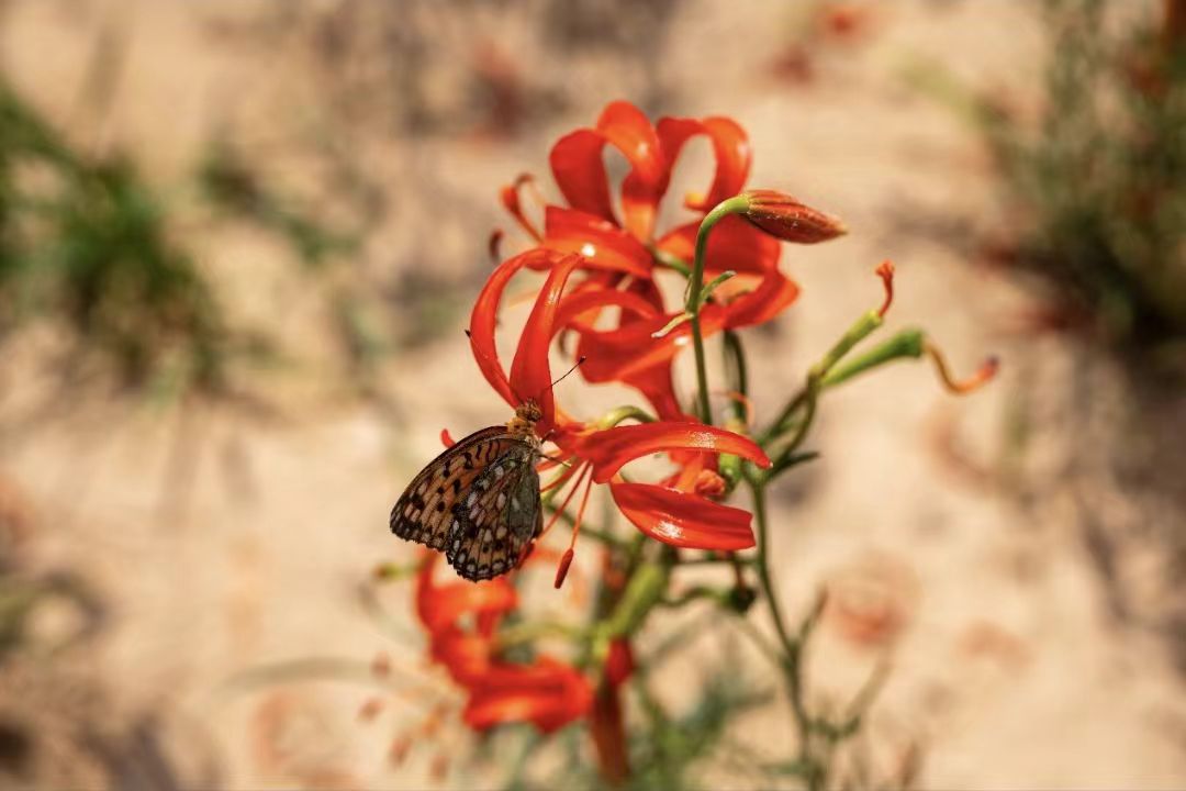 陕西子长:又是一年花开季 山丹笑迎宾客来(1)
