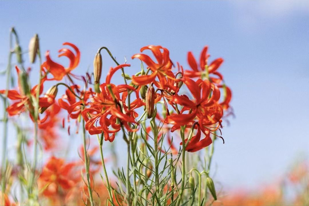 陕西子长:又是一年花开季 山丹笑迎宾客来(2)