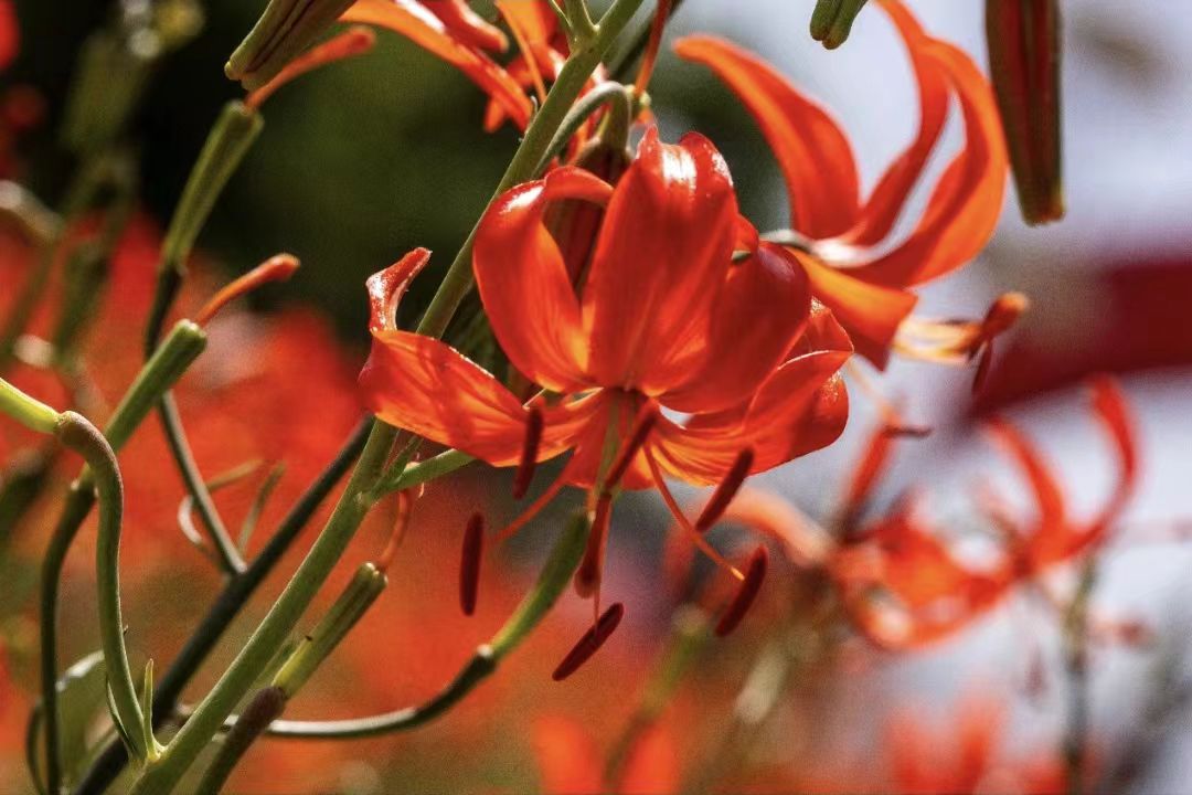 陕西子长:又是一年花开季 山丹笑迎宾客来(3)