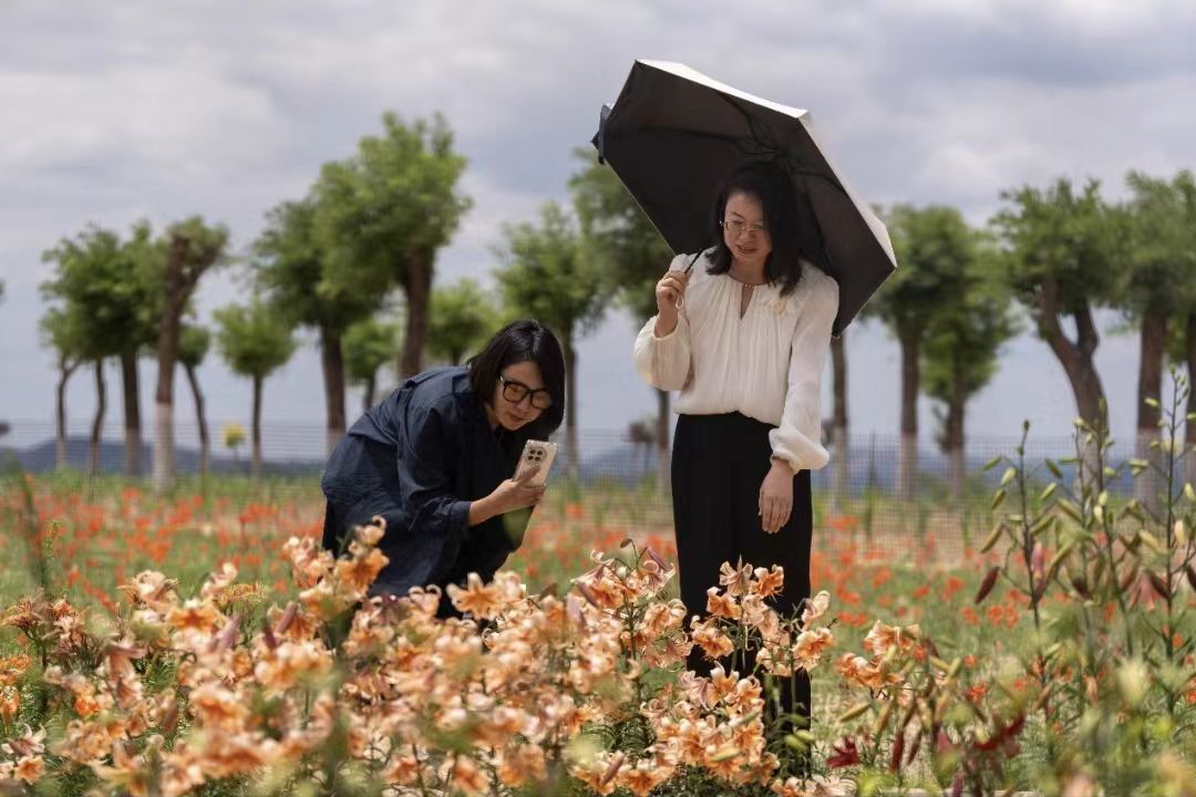 陕西子长:又是一年花开季 山丹笑迎宾客来(4)