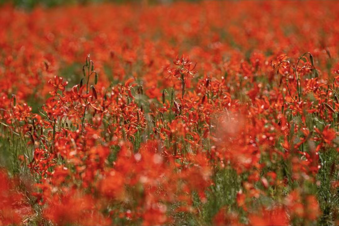 陕西子长:又是一年花开季 山丹笑迎宾客来(5)