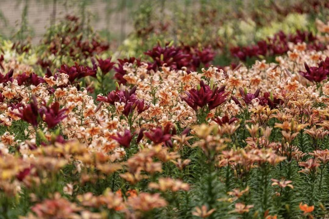 陕西子长:又是一年花开季 山丹笑迎宾客来(6)