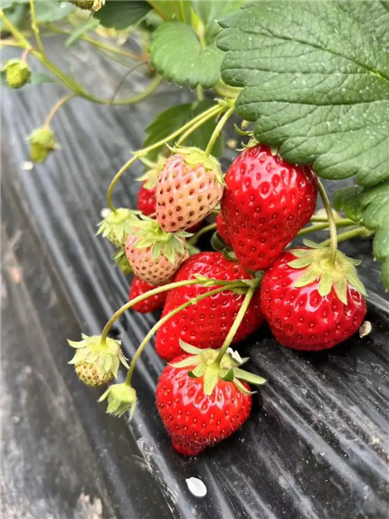 这9种食物，有助于降低尿酸饮食与健康的密切关系(5)