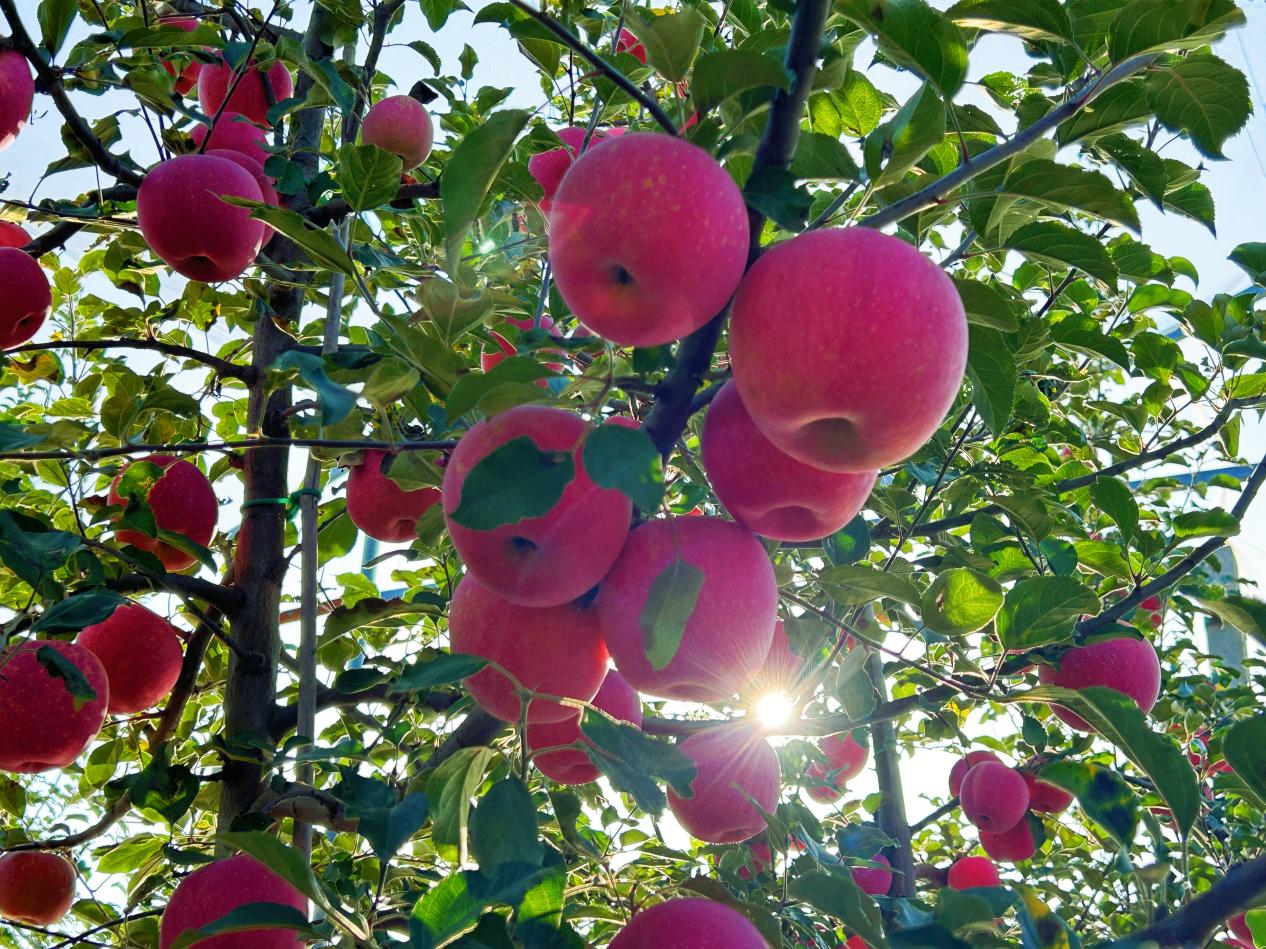 第十八届中国·陕西（洛川）国际苹果博览会新闻发布会举行 (4)